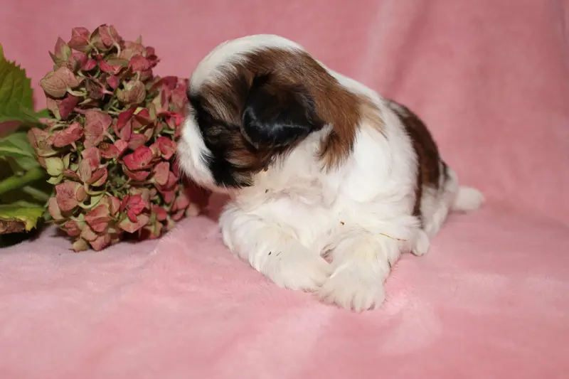 Portée de Shih tzu, élevage De la Magie de Lys