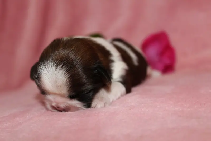 Mademoiselle 4, Shih tzu, élevage De la Magie de Lys