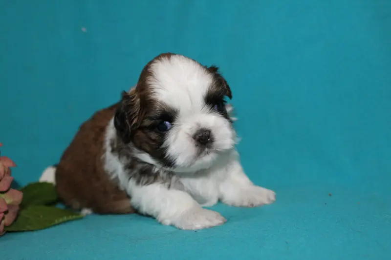 Monsieur 3, Shih tzu, élevage De la Magie de Lys