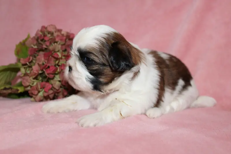 Portée de Shih tzu, élevage De la Magie de Lys