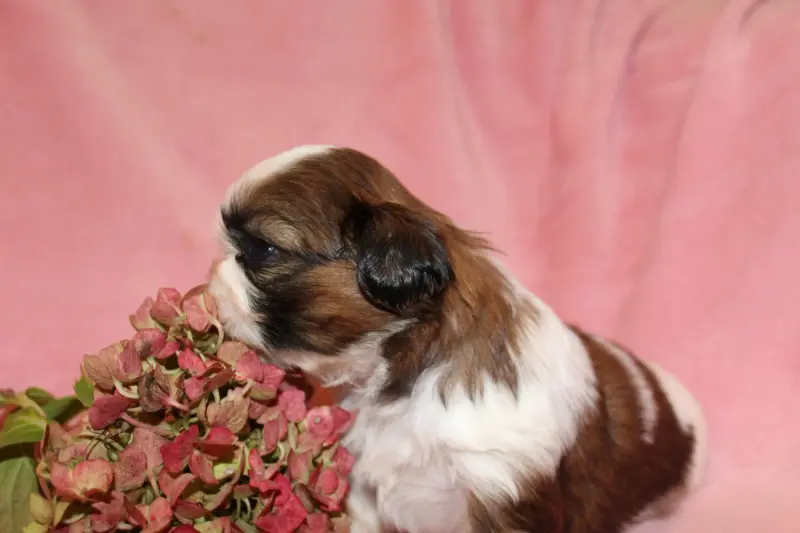 Portée de Shih tzu, élevage De la Magie de Lys