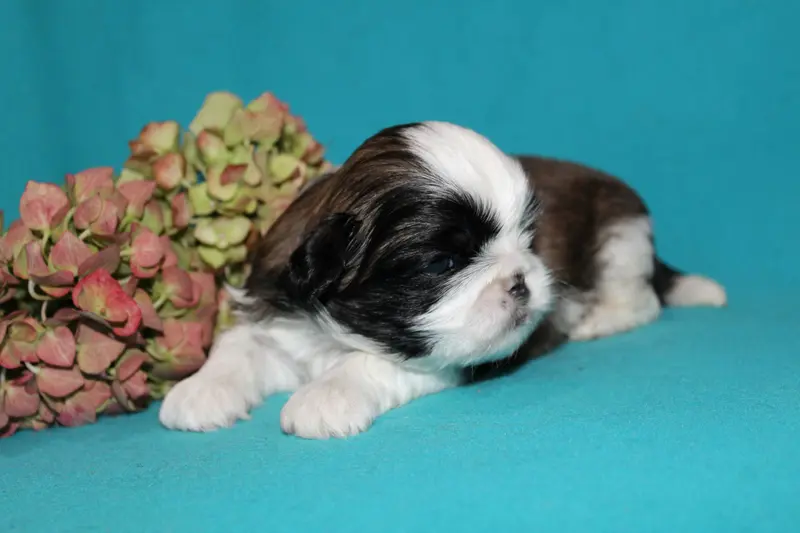 Monsieur 4, Shih tzu, élevage De la Magie de Lys