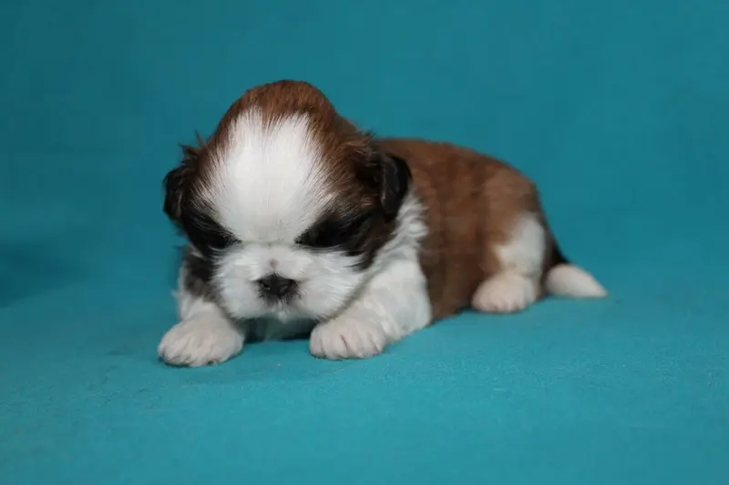 Monsieur 2, Shih tzu, élevage De la Magie de Lys