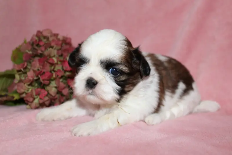 Portée de Shih tzu, élevage De la Magie de Lys