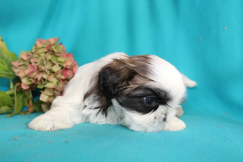 Portée de Shih tzu, élevage De la Magie de Lys