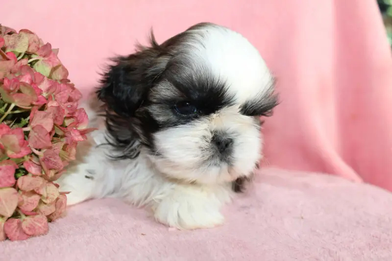 Portée de Shih tzu, élevage De la Magie de Lys