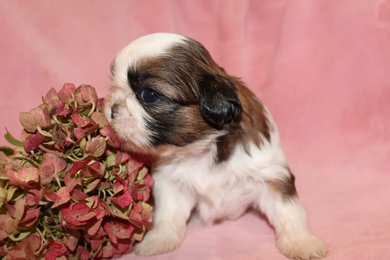 Portée de Shih tzu, élevage De la Magie de Lys