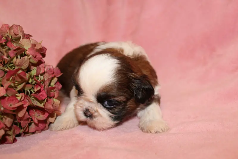 Portée de Shih tzu, élevage De la Magie de Lys