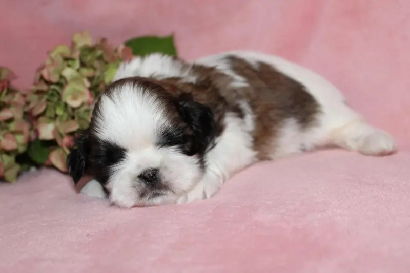 Mlle 1, Shih tzu, élevage De la Magie de Lys