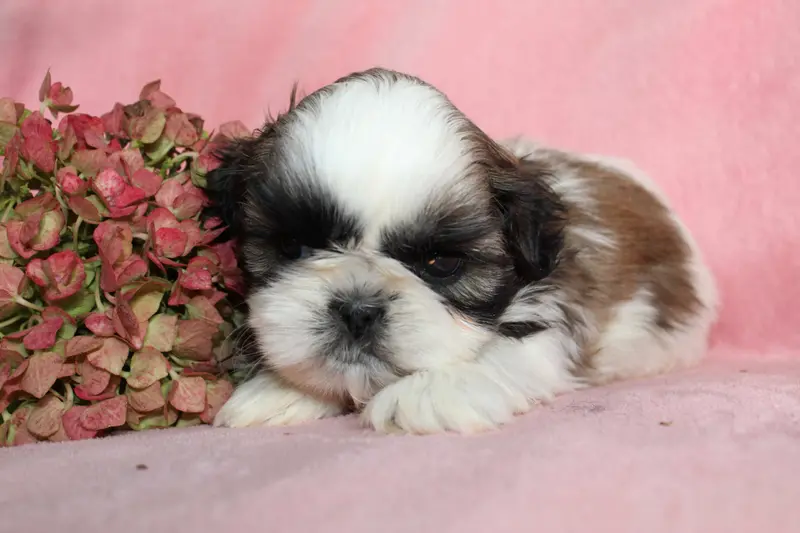 Portée de Shih tzu, élevage De la Magie de Lys