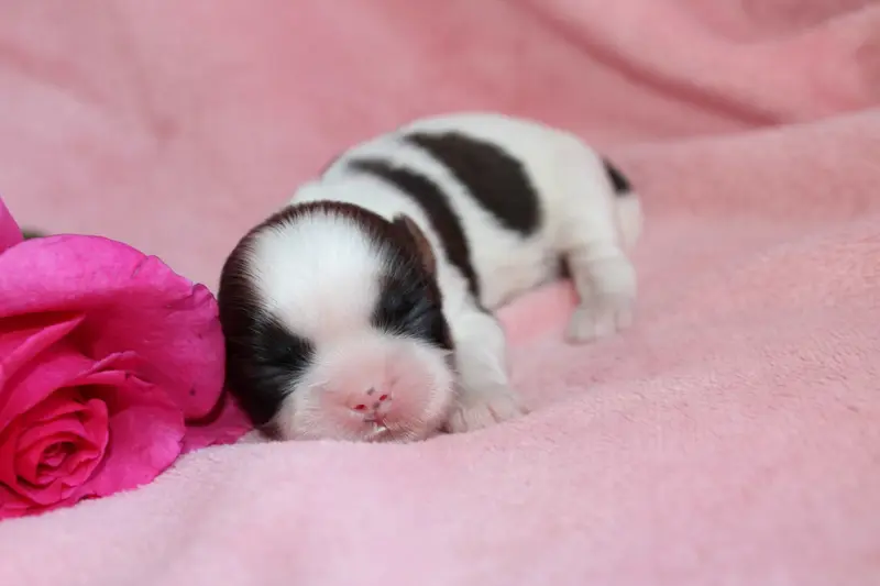 Mademoiselle 1, Shih tzu, élevage De la Magie de Lys