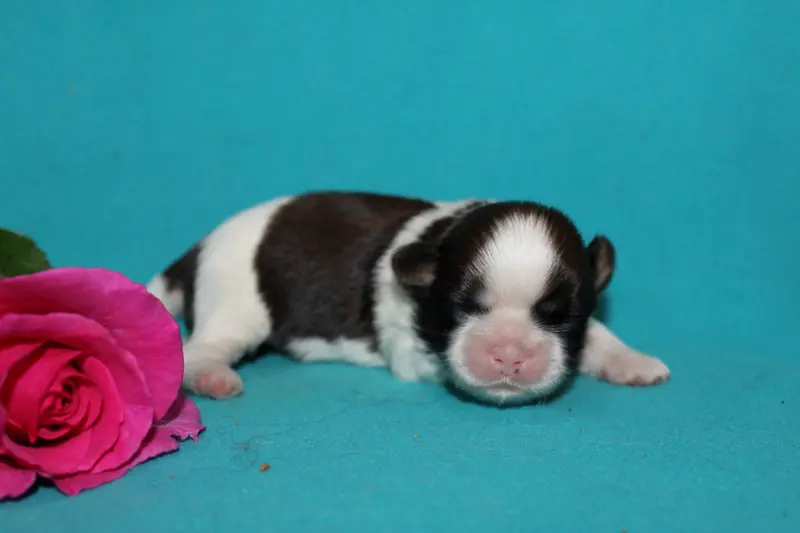 Monsieur 1, Shih tzu, élevage De la Magie de Lys