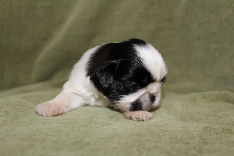 Monsieur 3, Shih tzu, élevage De la Magie de Lys