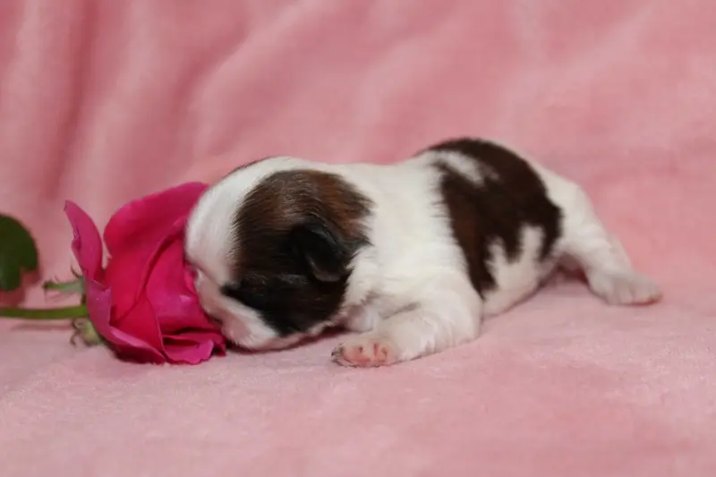 Mademoiselle 2, Shih tzu, élevage De la Magie de Lys