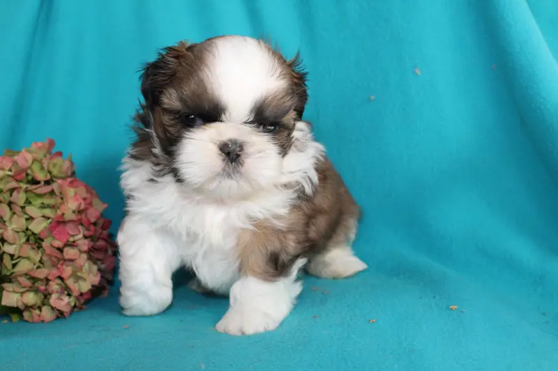 Portée de Shih tzu, élevage De la Magie de Lys