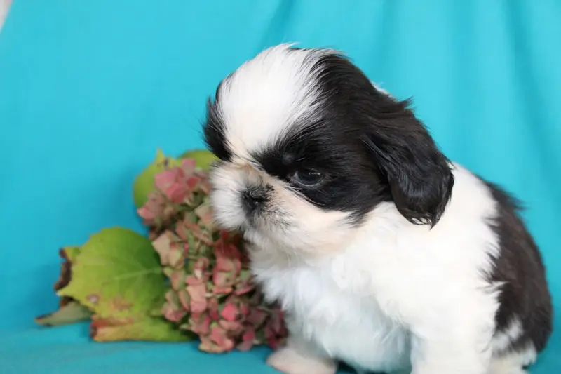 Portée de Shih tzu, élevage De la Magie de Lys