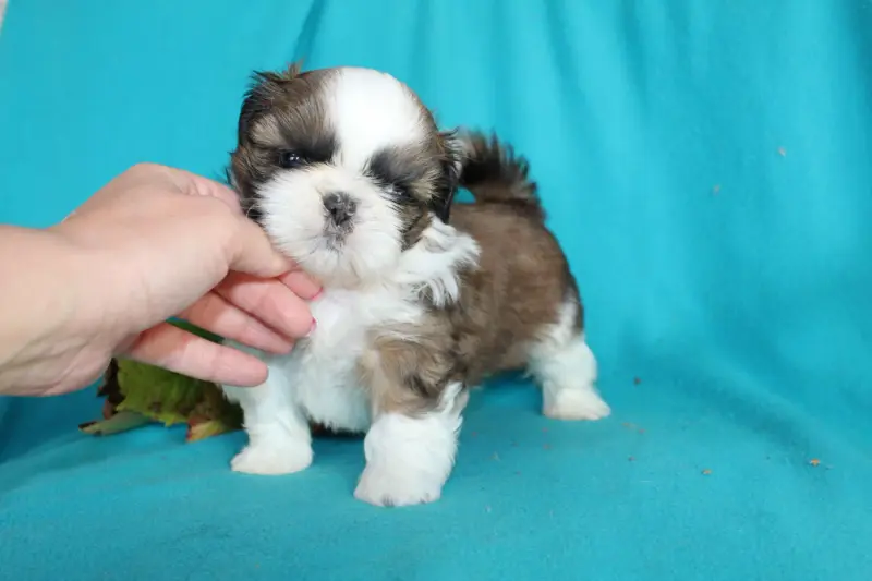 Portée de Shih tzu, élevage De la Magie de Lys