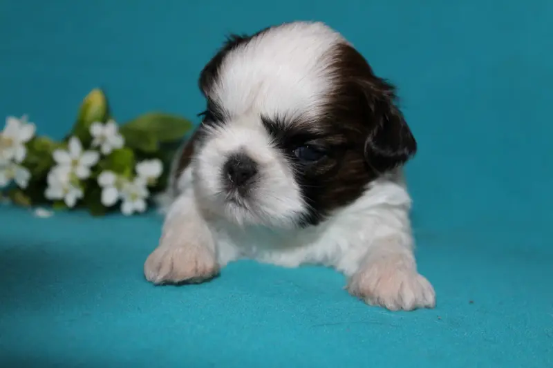 Monsieur 1, Shih tzu, élevage De la Magie de Lys