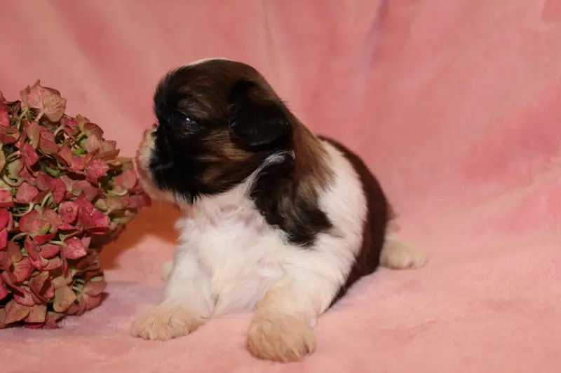 Portée de Shih tzu, élevage De la Magie de Lys