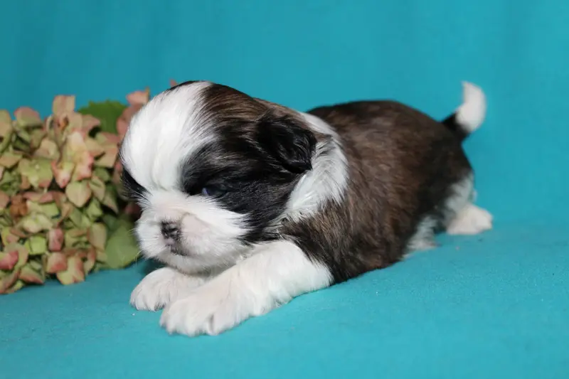Monsieur 1, Shih tzu, élevage De la Magie de Lys