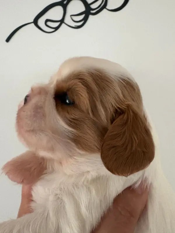 Chiot, Cavalier King Charles, élevage Du Comte de Batz Castelmore