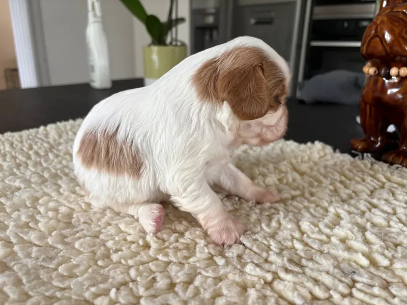Portée de Cavalier King Charles, élevage Du Comte de Batz Castelmore