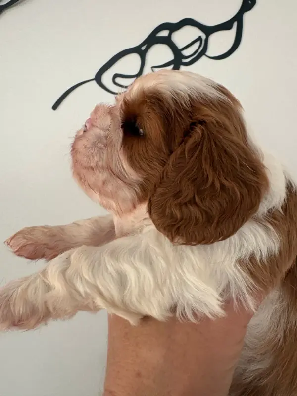 Chiot, Cavalier King Charles, élevage Du Comte de Batz Castelmore