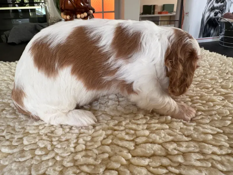 Portée de Cavalier King Charles, élevage Du Comte de Batz Castelmore