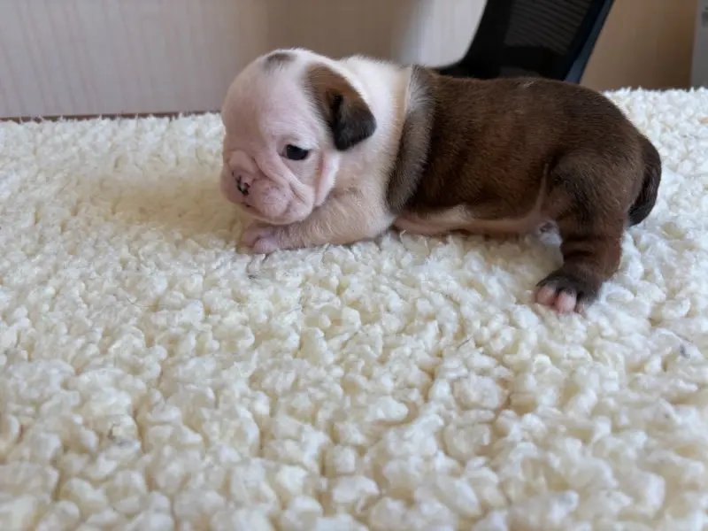 Chiot, Bulldog anglais, élevage Du Comte de Batz Castelmore