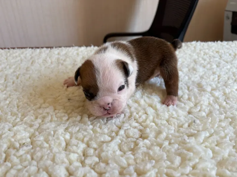 Chiot, Bulldog anglais, élevage Du Comte de Batz Castelmore