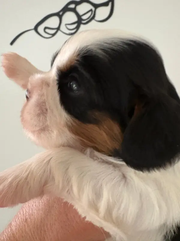 Chiot, Cavalier King Charles, élevage Du Comte de Batz Castelmore