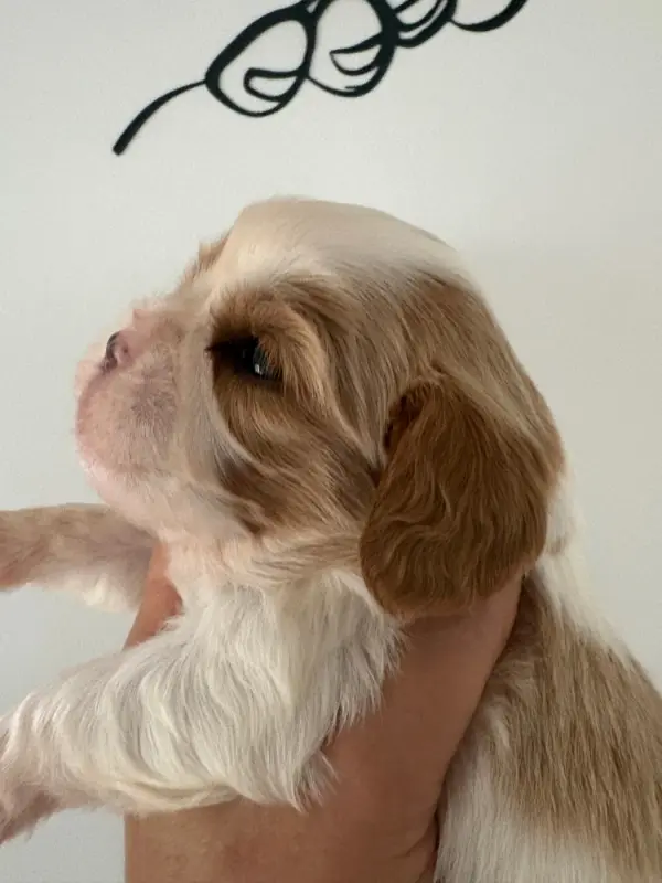 Chiot, Cavalier King Charles, élevage Du Comte de Batz Castelmore