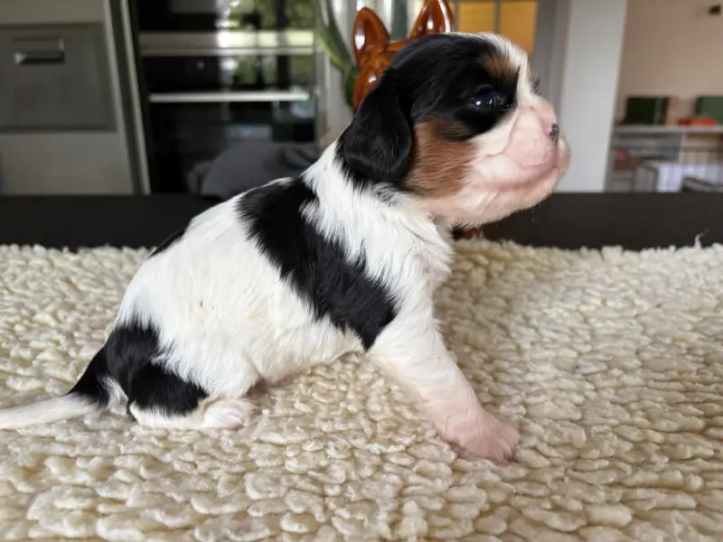 Portée de Cavalier King Charles, élevage Du Comte de Batz Castelmore