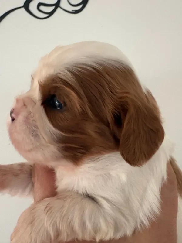 Chiot, Cavalier King Charles, élevage Du Comte de Batz Castelmore