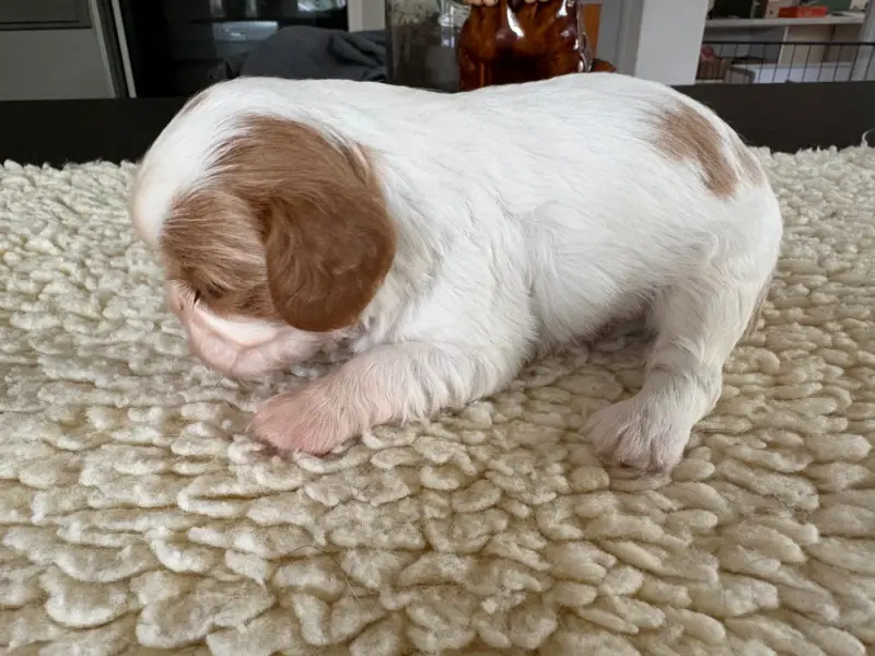 Portée de Cavalier King Charles, élevage Du Comte de Batz Castelmore