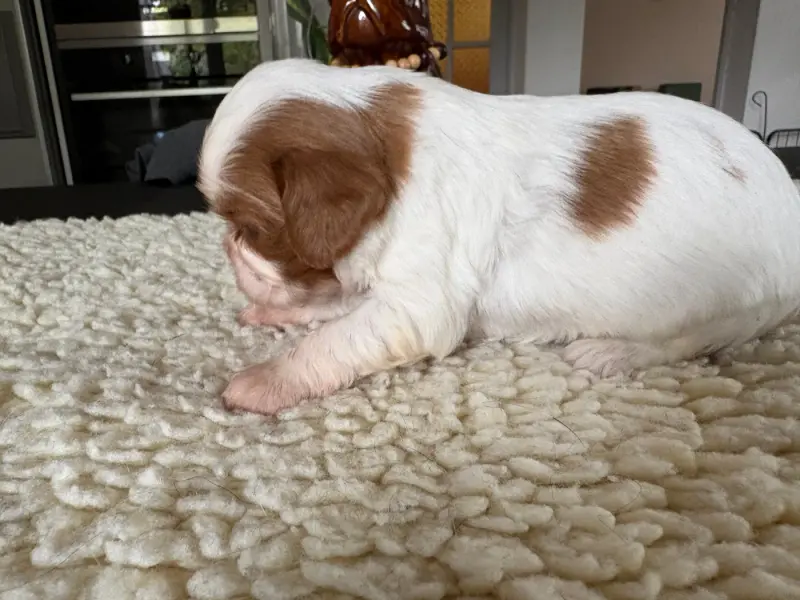 Portée de Cavalier King Charles, élevage Du Comte de Batz Castelmore