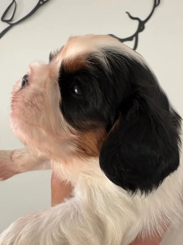 Chiot, Cavalier King Charles, élevage Du Comte de Batz Castelmore