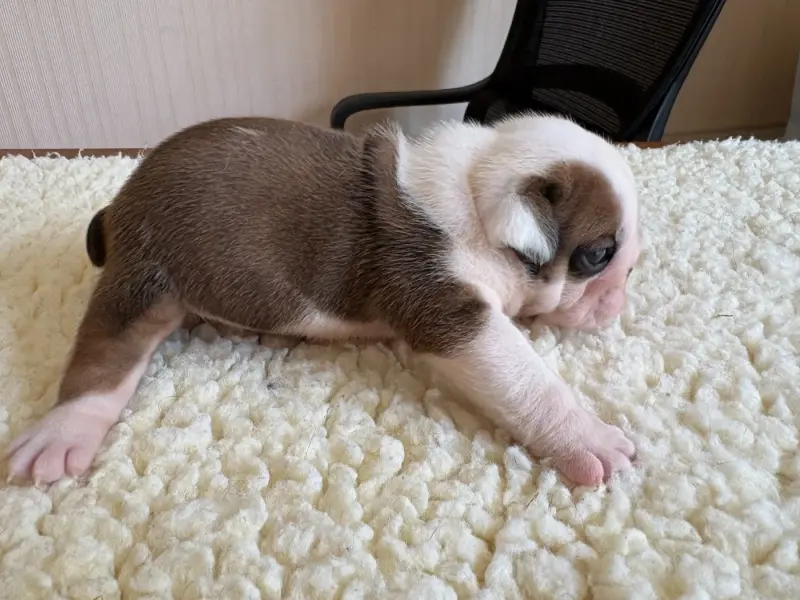Chiot, Bulldog anglais, élevage Du Comte de Batz Castelmore