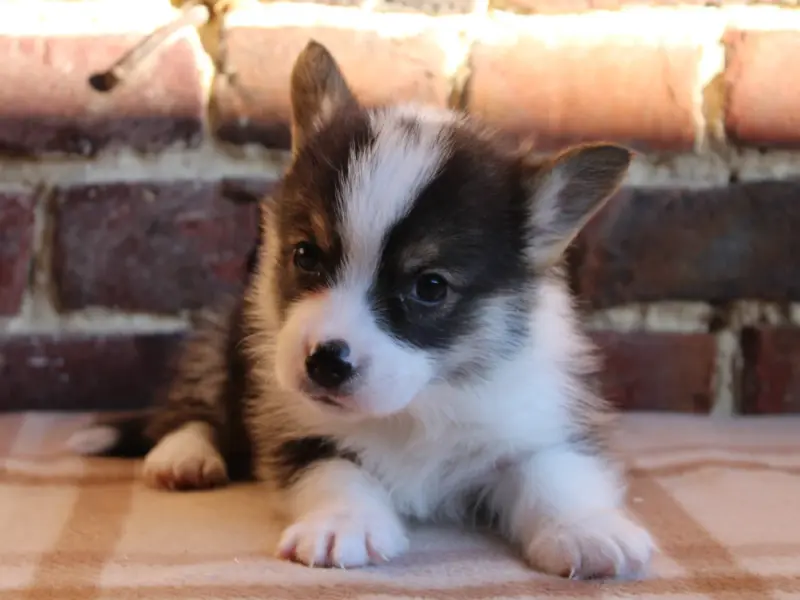 Chiot, Welsh corgi Pembroke, élevage Du Clos d'Arlequin