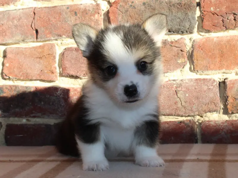 Chiot, Welsh corgi Pembroke, élevage Du Clos d'Arlequin