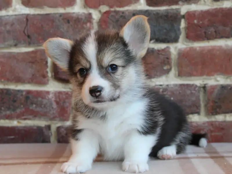 Chiot, Welsh corgi Pembroke, élevage Du Clos d'Arlequin