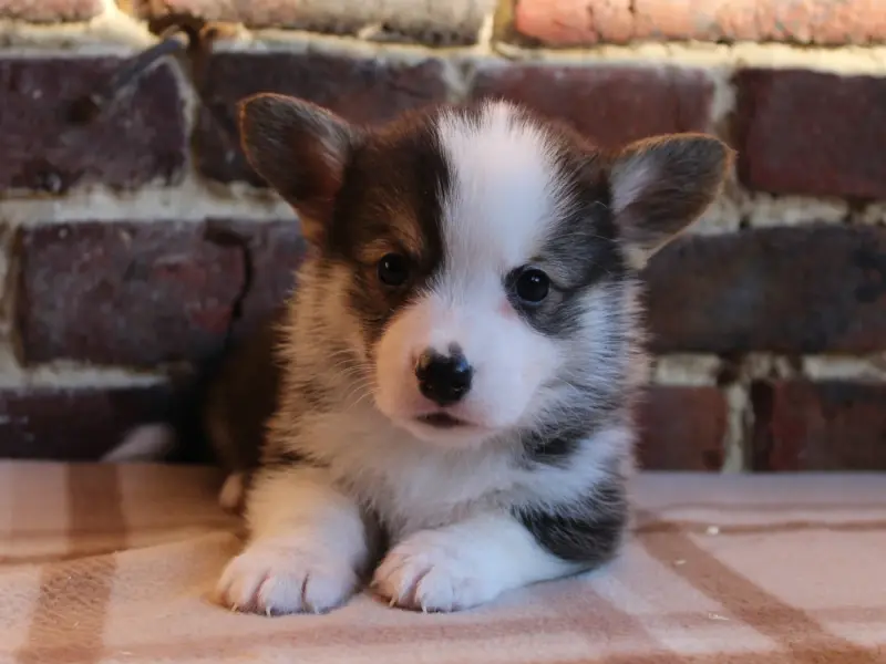 Chiot, Welsh corgi Pembroke, élevage Du Clos d'Arlequin