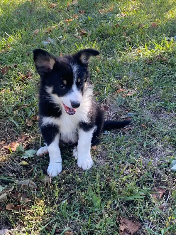 Baloo, Border collie, élevage De l'Hubac de Lange