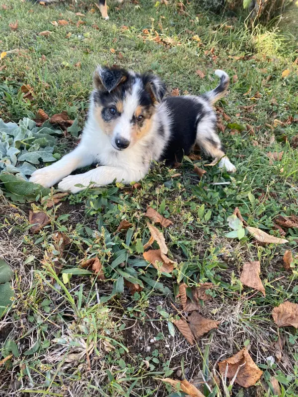 Bali, Border collie, élevage De l'Hubac de Lange