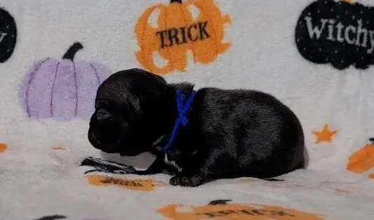 Chiot, Bouledogue français, élevage De la Cour des Molosses