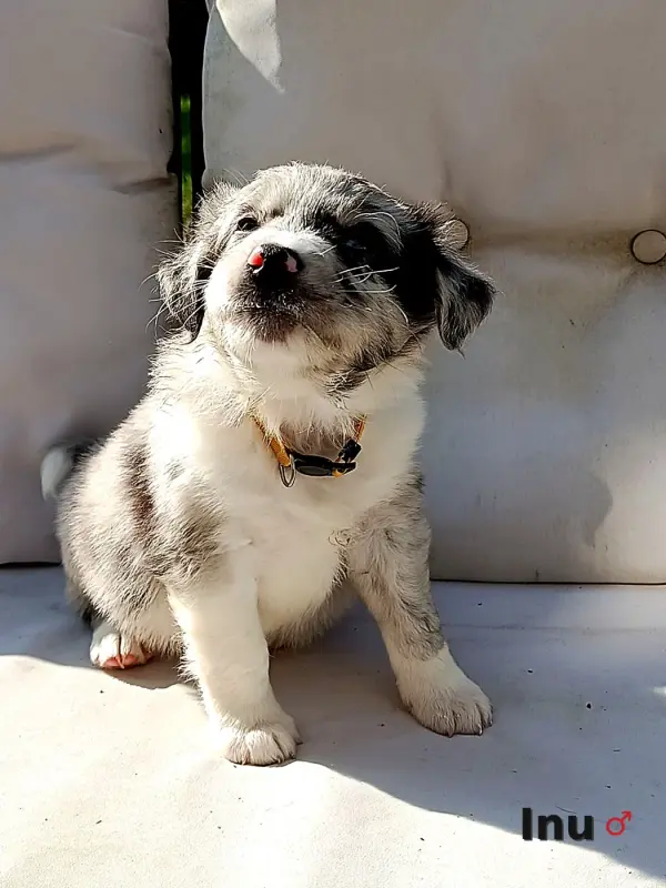 Inu, Berger australien, élevage Ael-Mat
