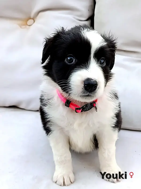 Yuki, Berger australien, élevage Ael-Mat