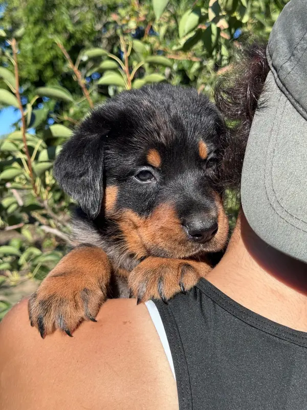 Blue collier gris, arlequin, Beauceron, élevage Du Berceau de Bfamily