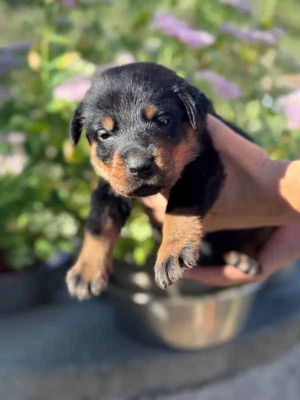 Beretta, collier bordeaux, noir et feu, Beauceron, élevage Du Berceau de Bfamily