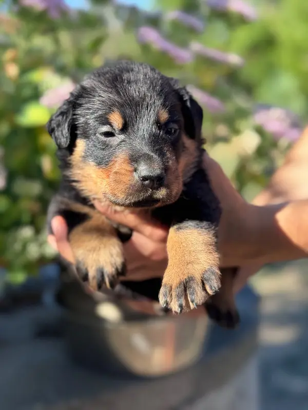 Portée de Beauceron, élevage Du Berceau de Bfamily